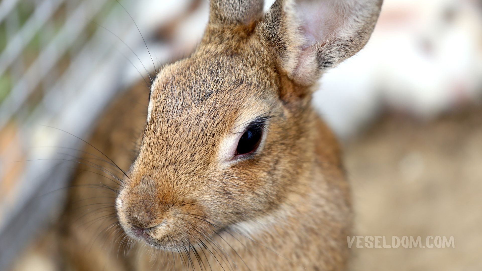 Is it profitable to breed rabbits?