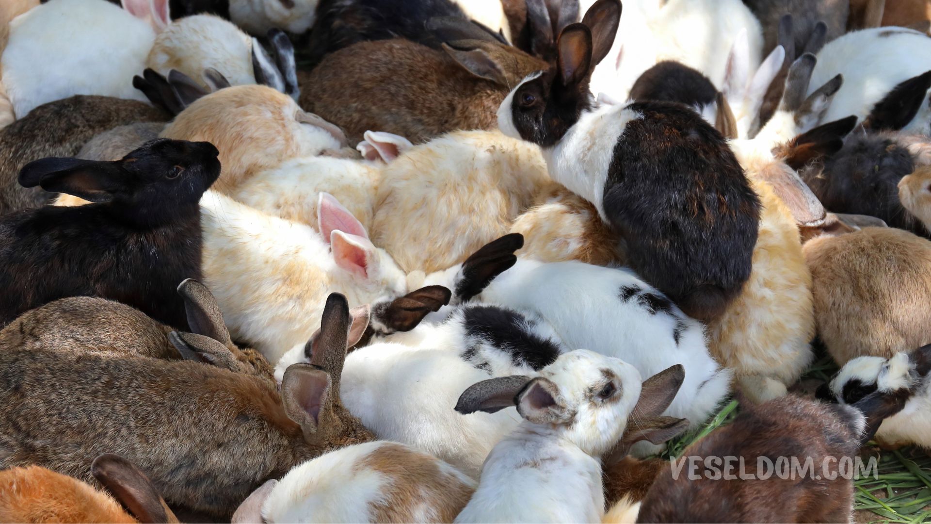 Is it profitable to breed rabbits?