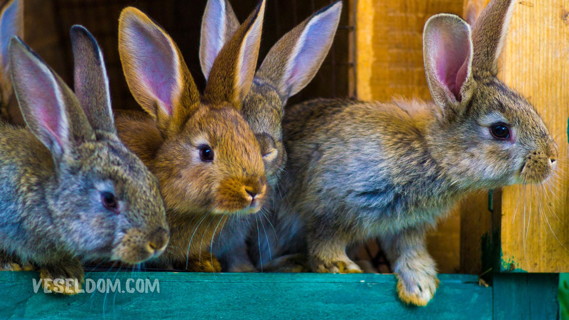 Breeding rabbits at home for beginners