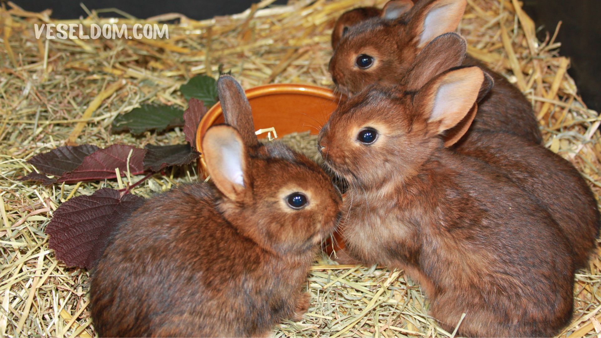 Breeding rabbits at home for beginners