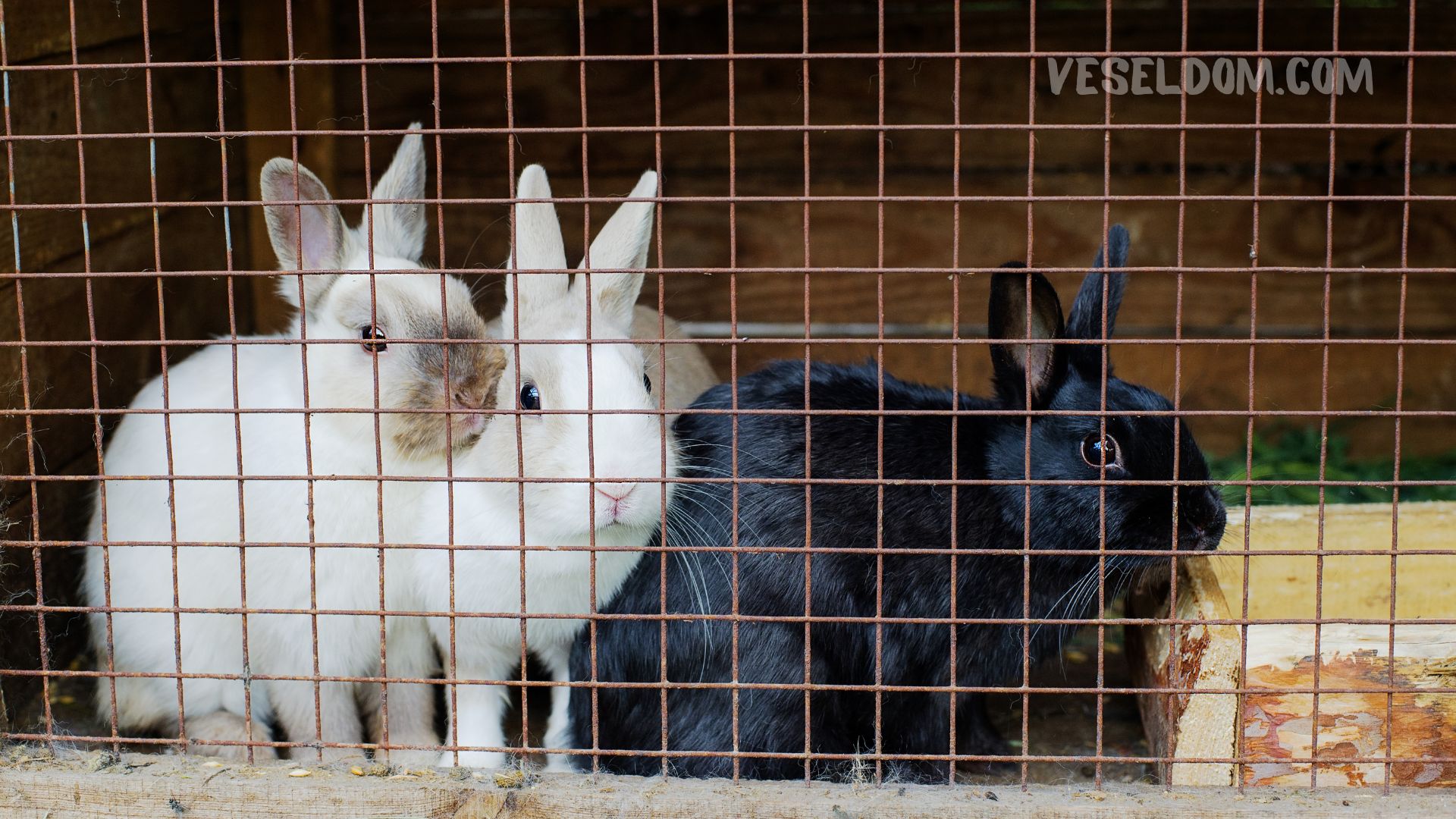 Breeding rabbits at home for beginners