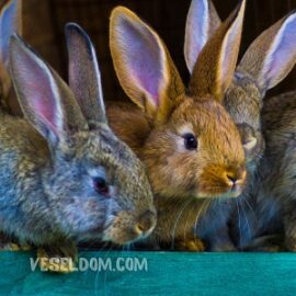 Diarrhea in a rabbit: causes, treatment, prevention Diarrhea in a rabbit: causes, treatment, prevention