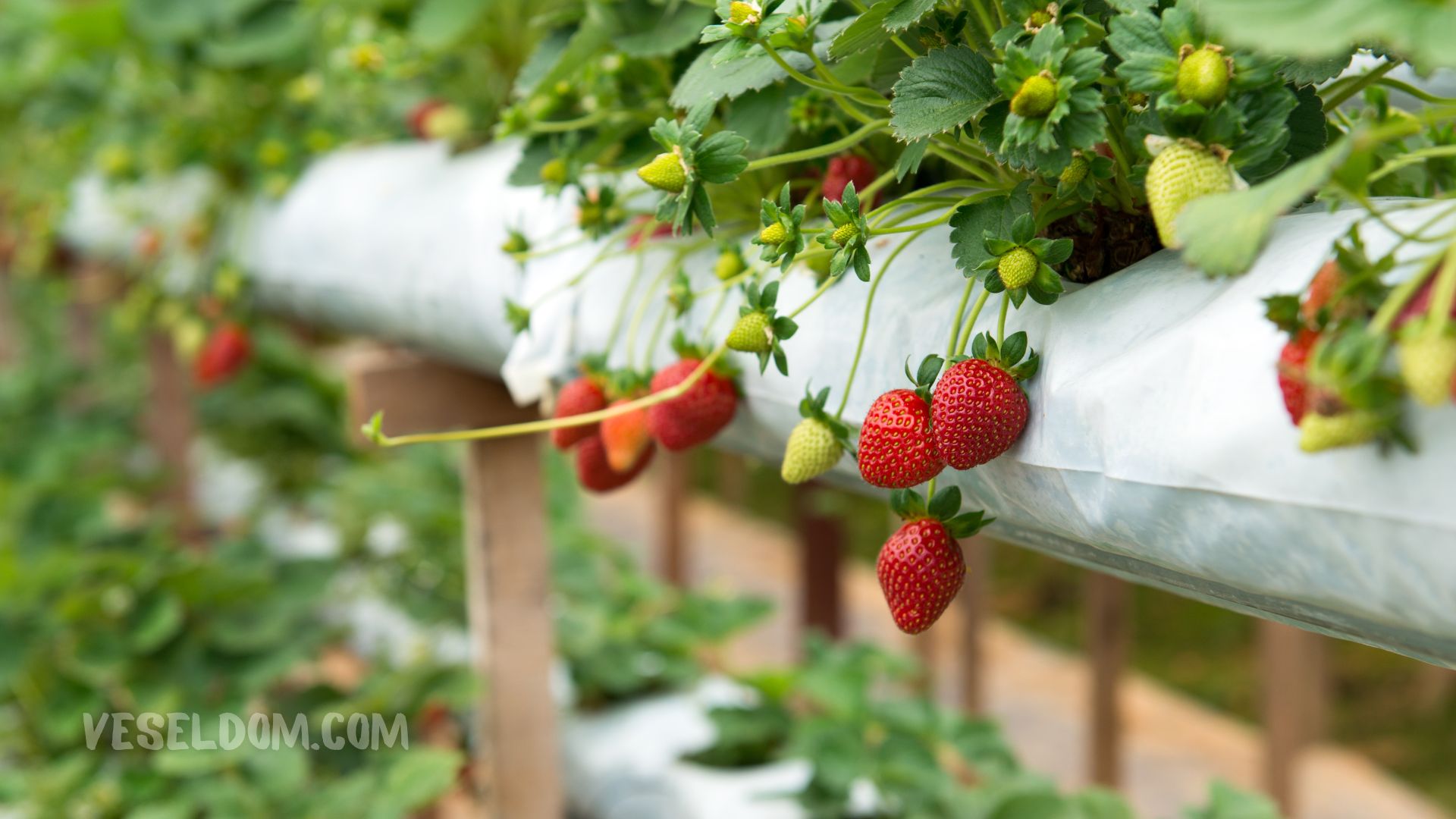 How to grow strawberries in a greenhouse all year round