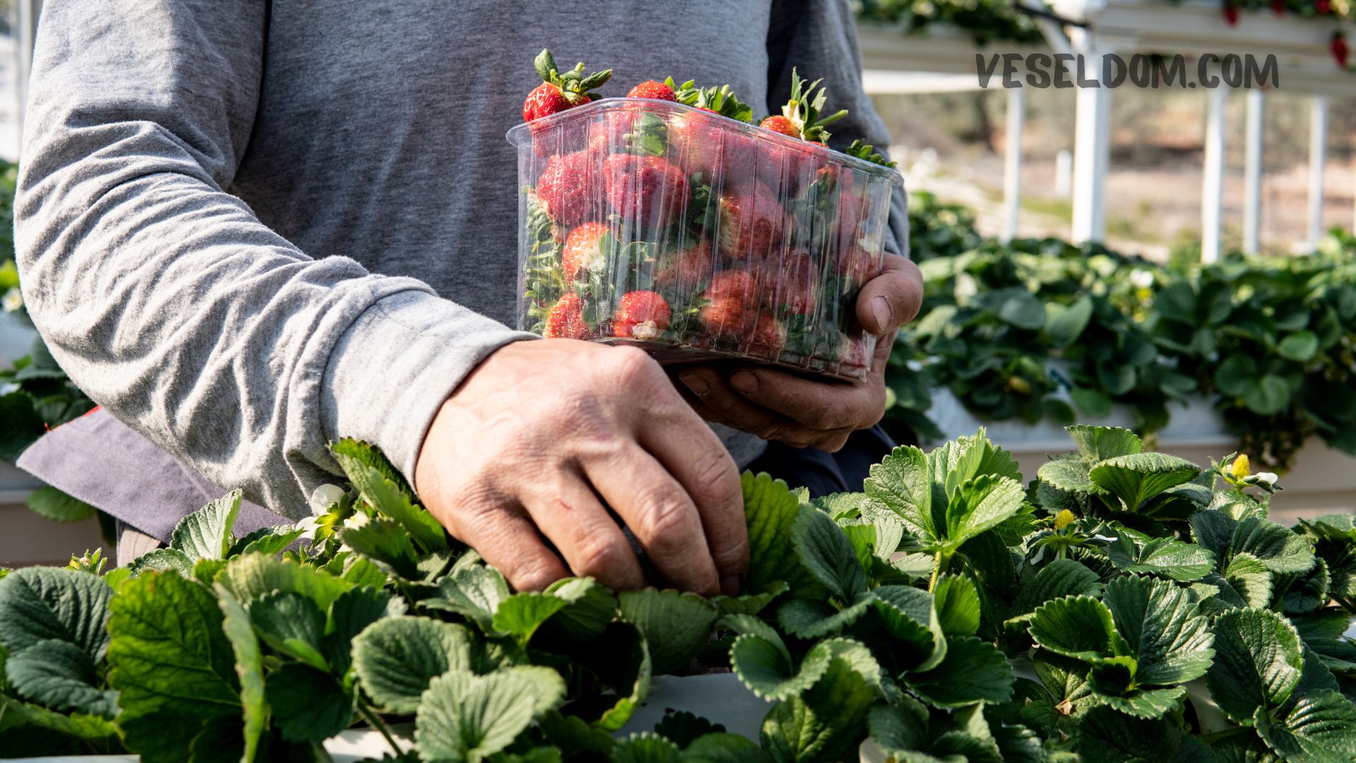 How to grow strawberries in a greenhouse all year round