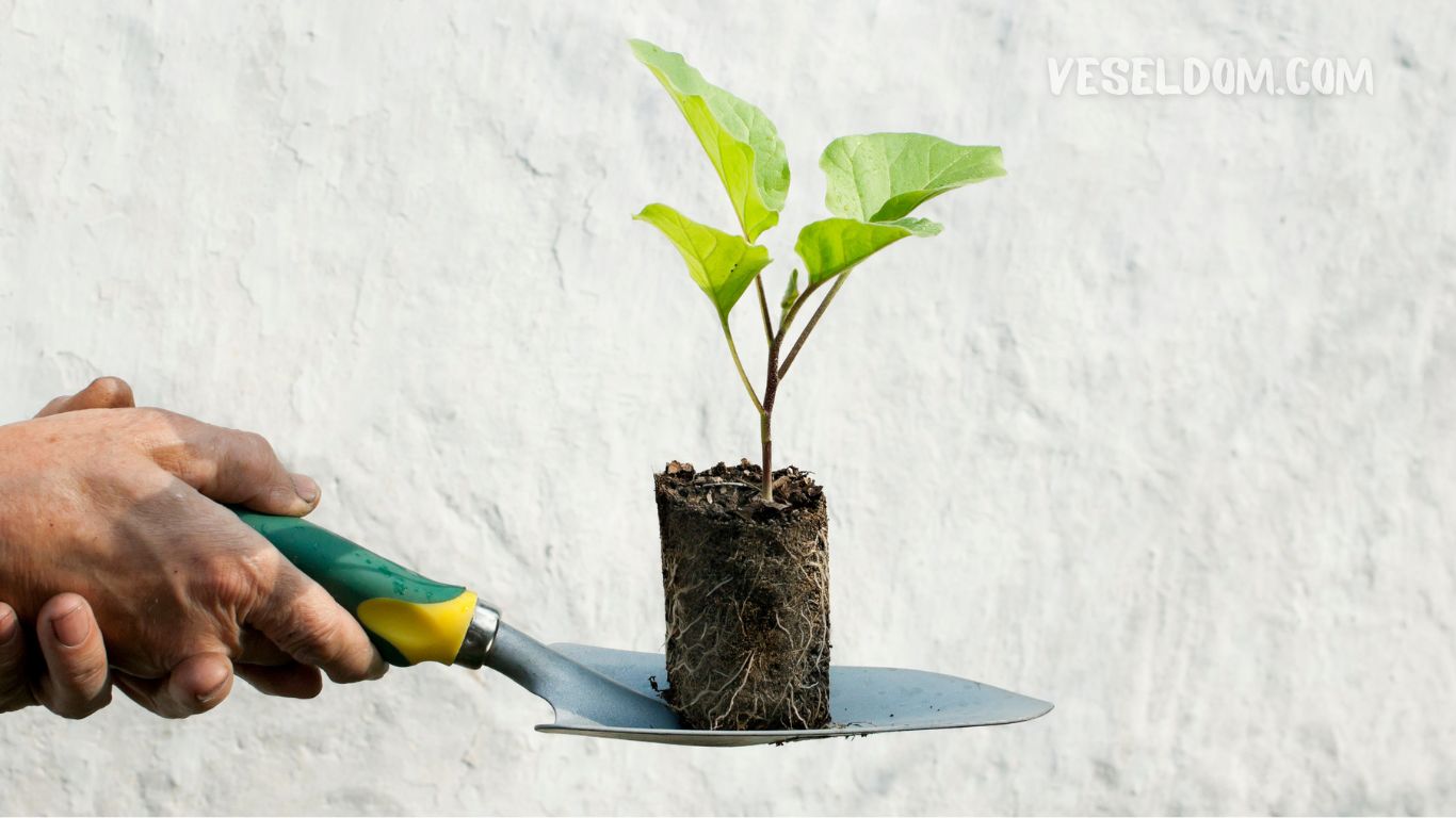 How to sow eggplants for seedlings