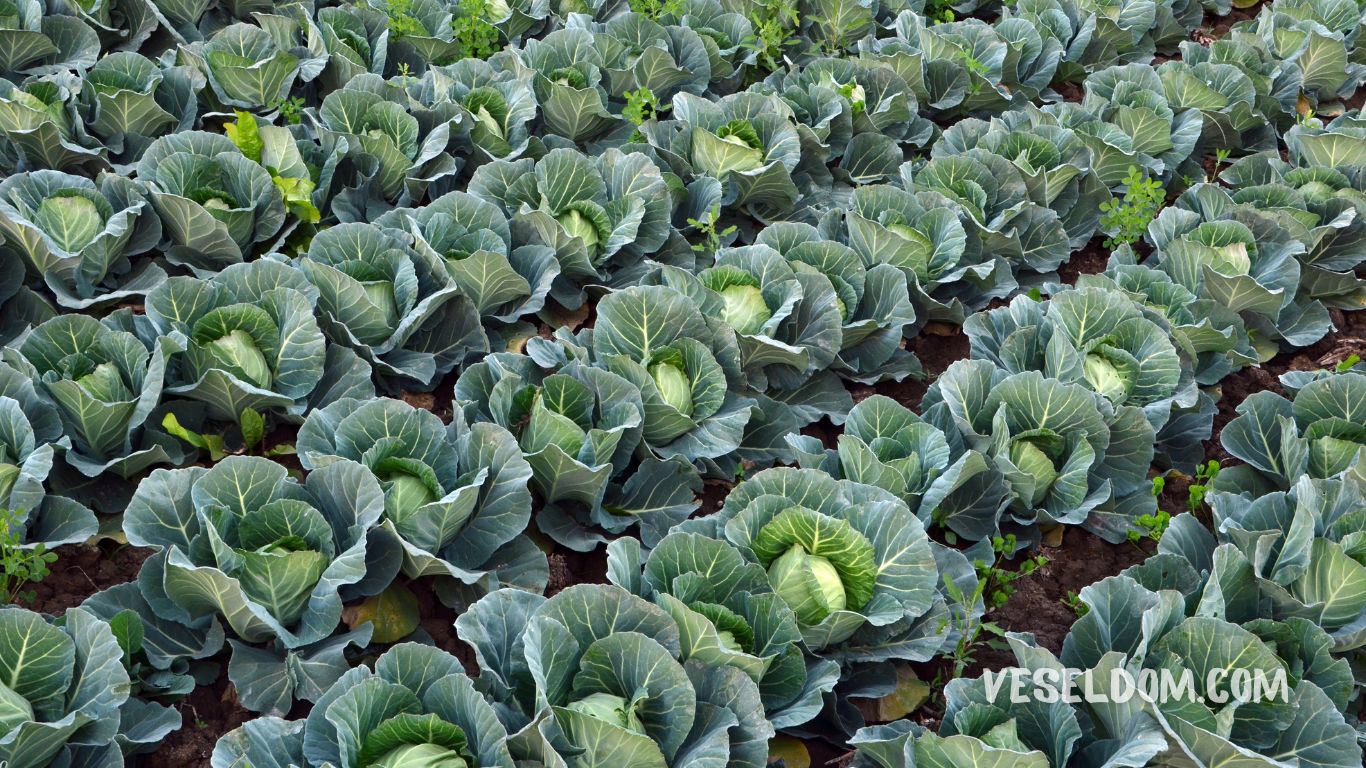 What can be planted in the garden in May