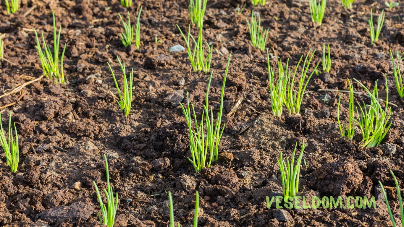 What can be planted in the garden in May