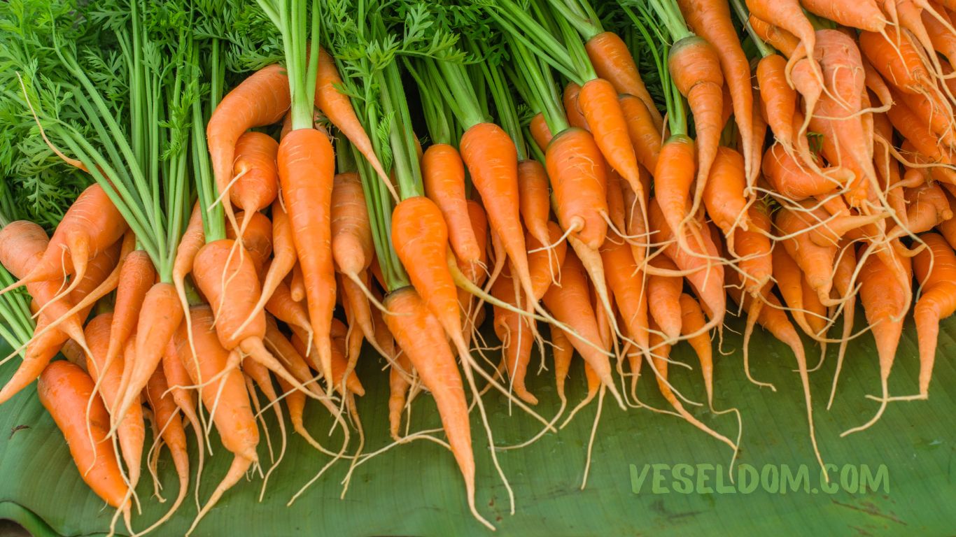 What can be planted in the garden in May