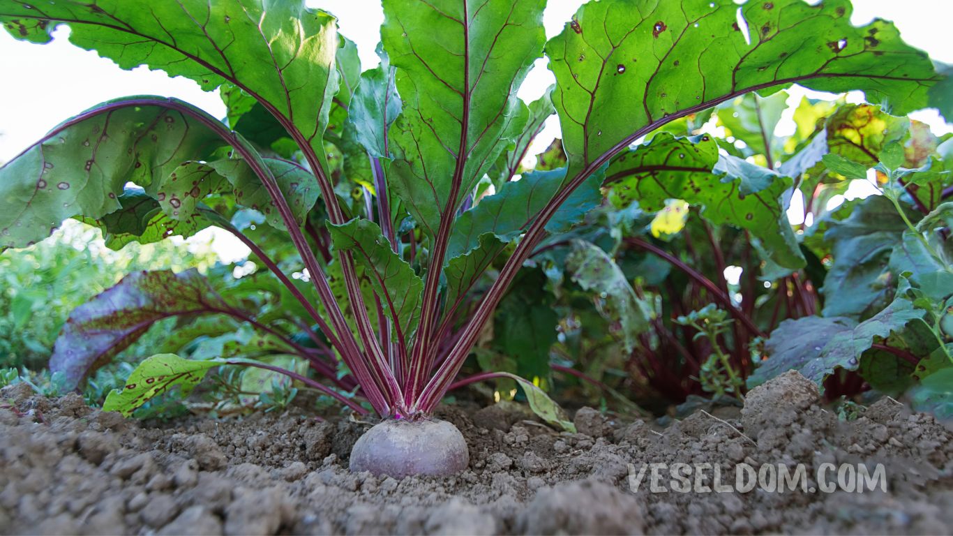 What can be planted in the garden in May