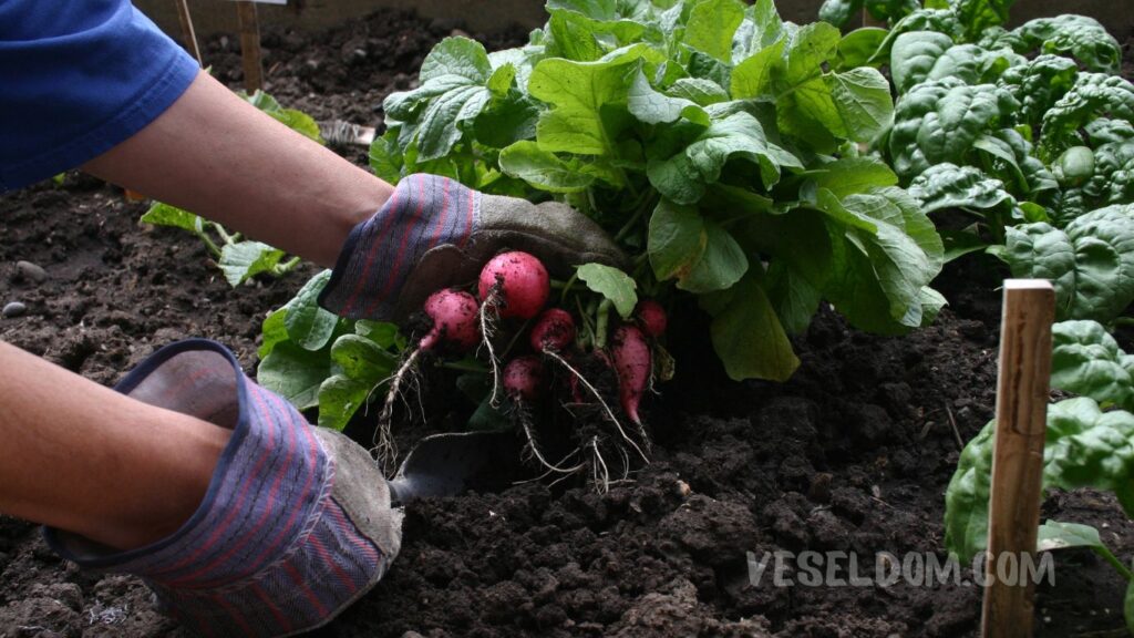 What can be planted in the garden in May