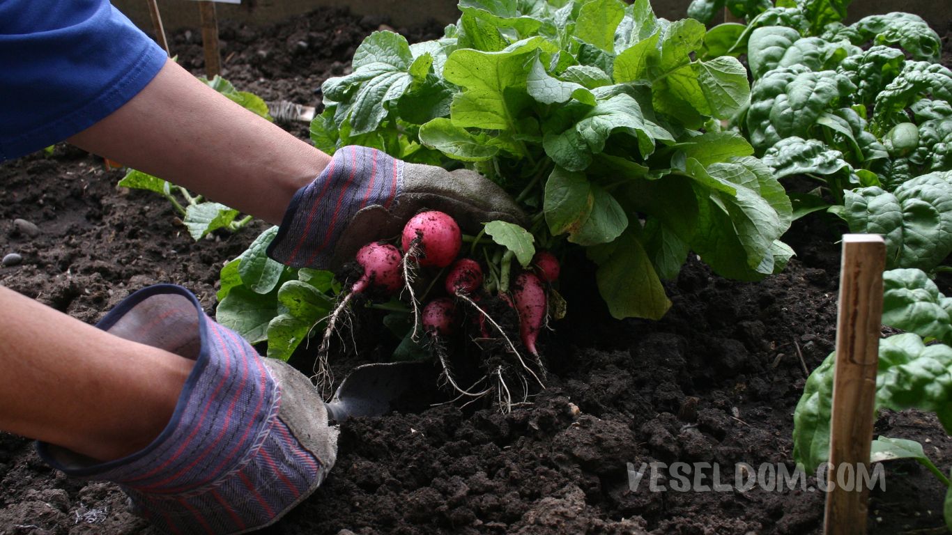 What can be planted in the garden in May