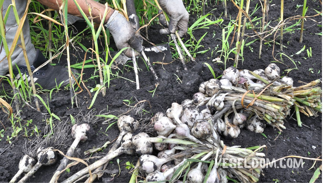 What can be planted in the garden in May