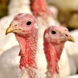 Basic requirements for keeping turkeys