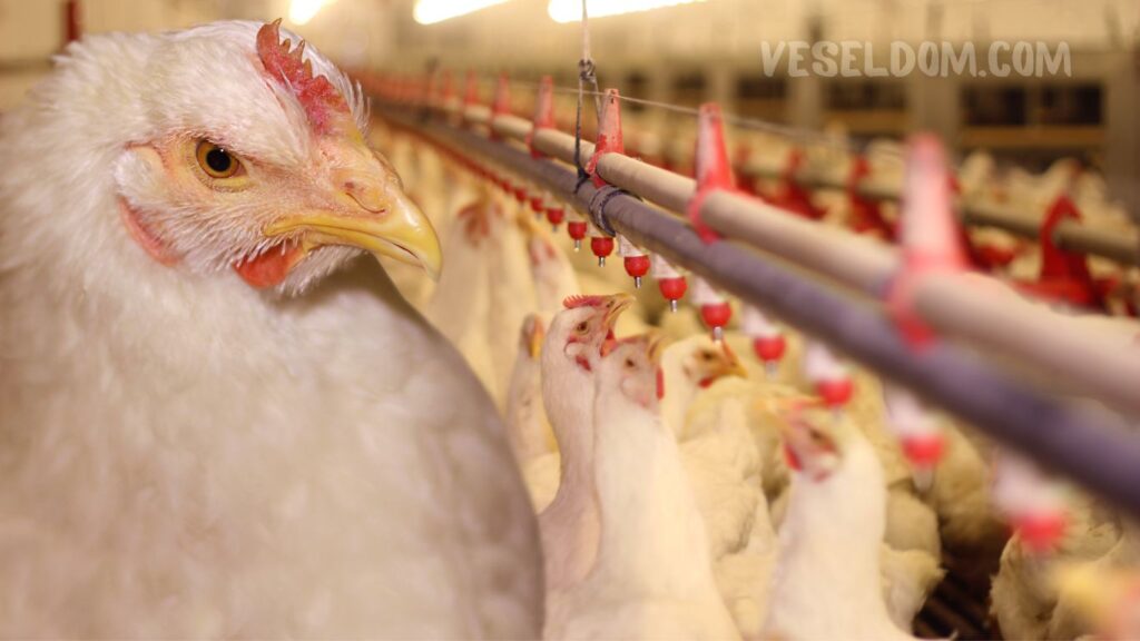 Which bird is profitable to breed