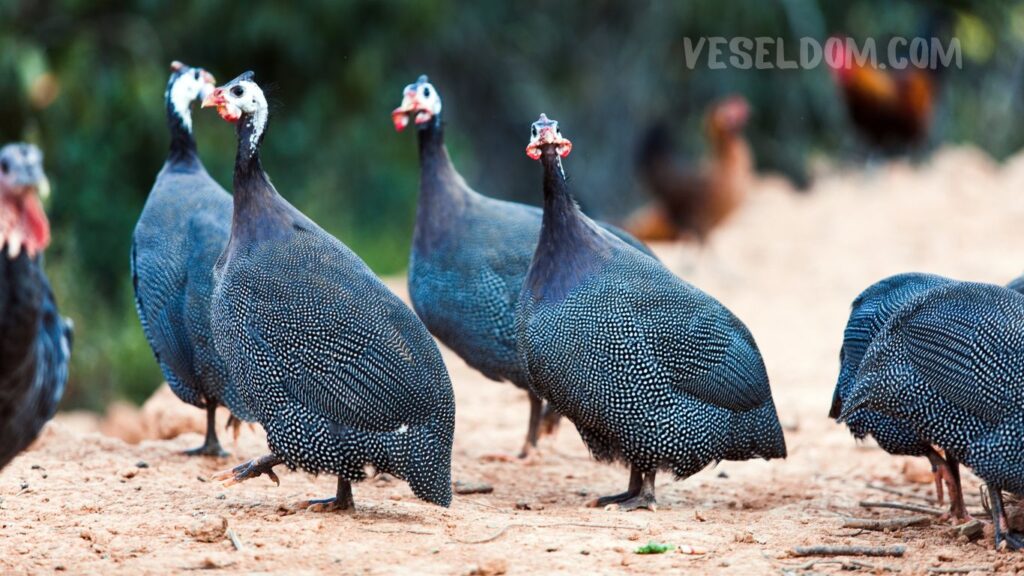 How do guinea fowl eggs differ from chicken eggs