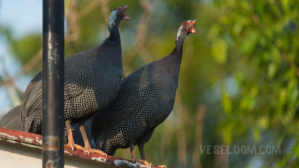 How do guinea fowl eggs differ from chicken eggs