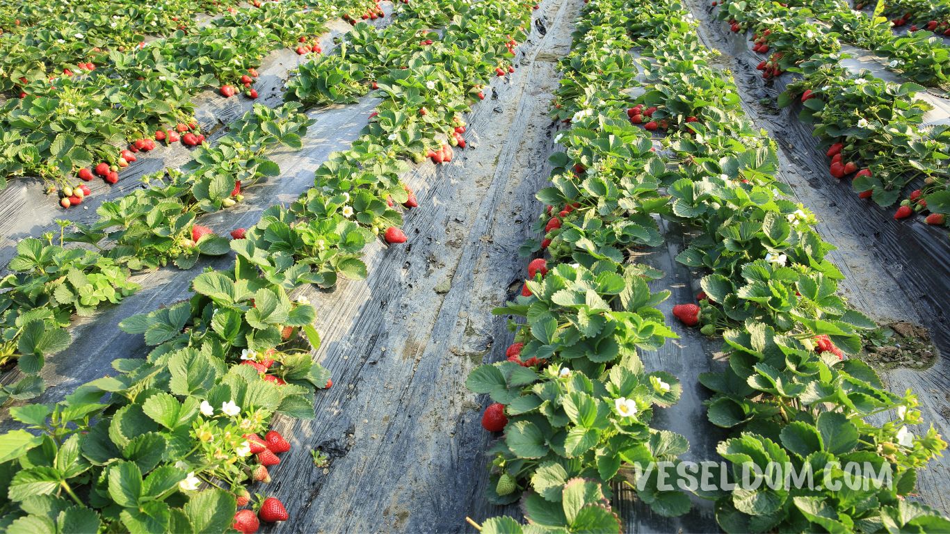 Cultivation of strawberries