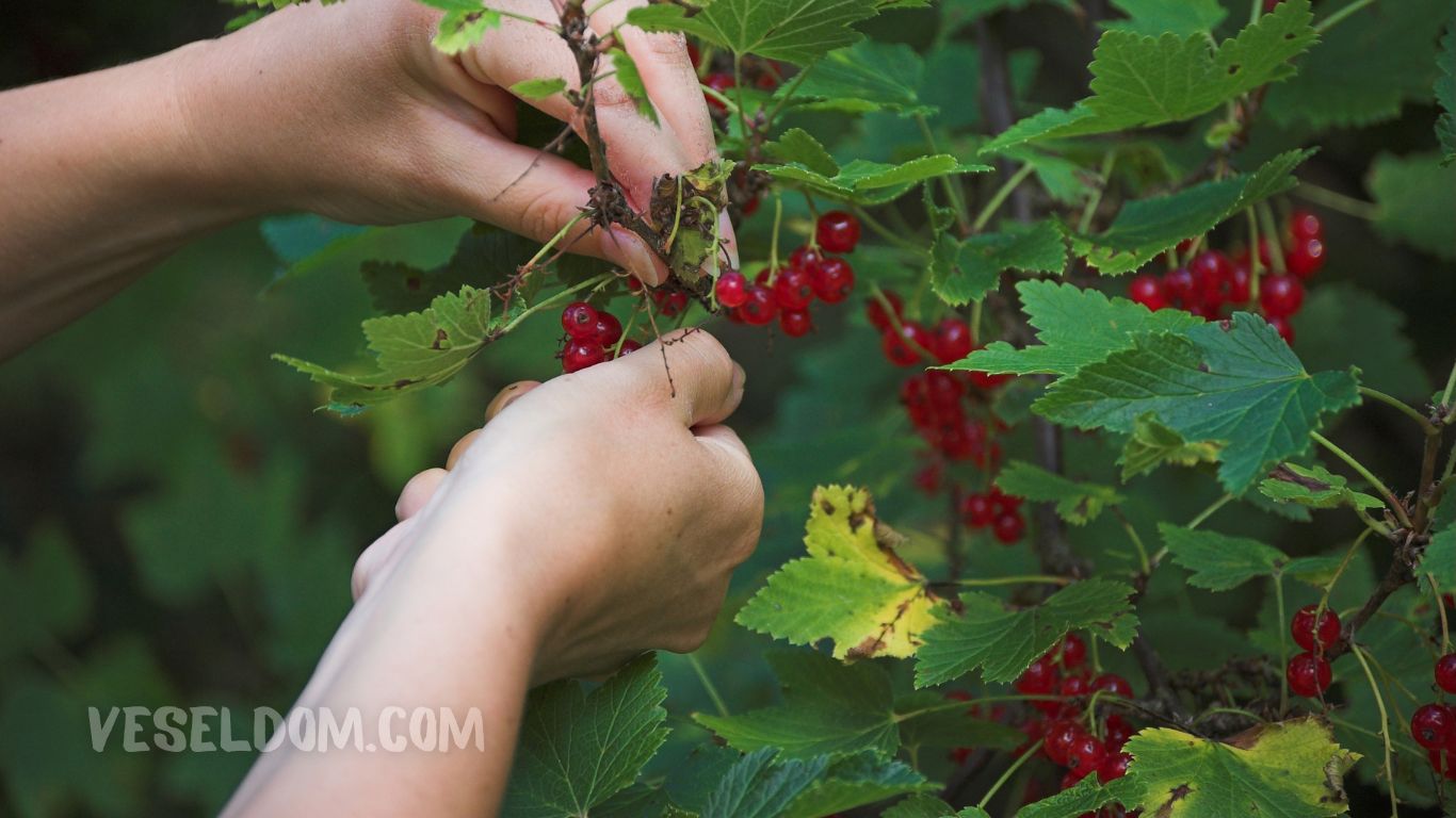 How to properly care for red currants