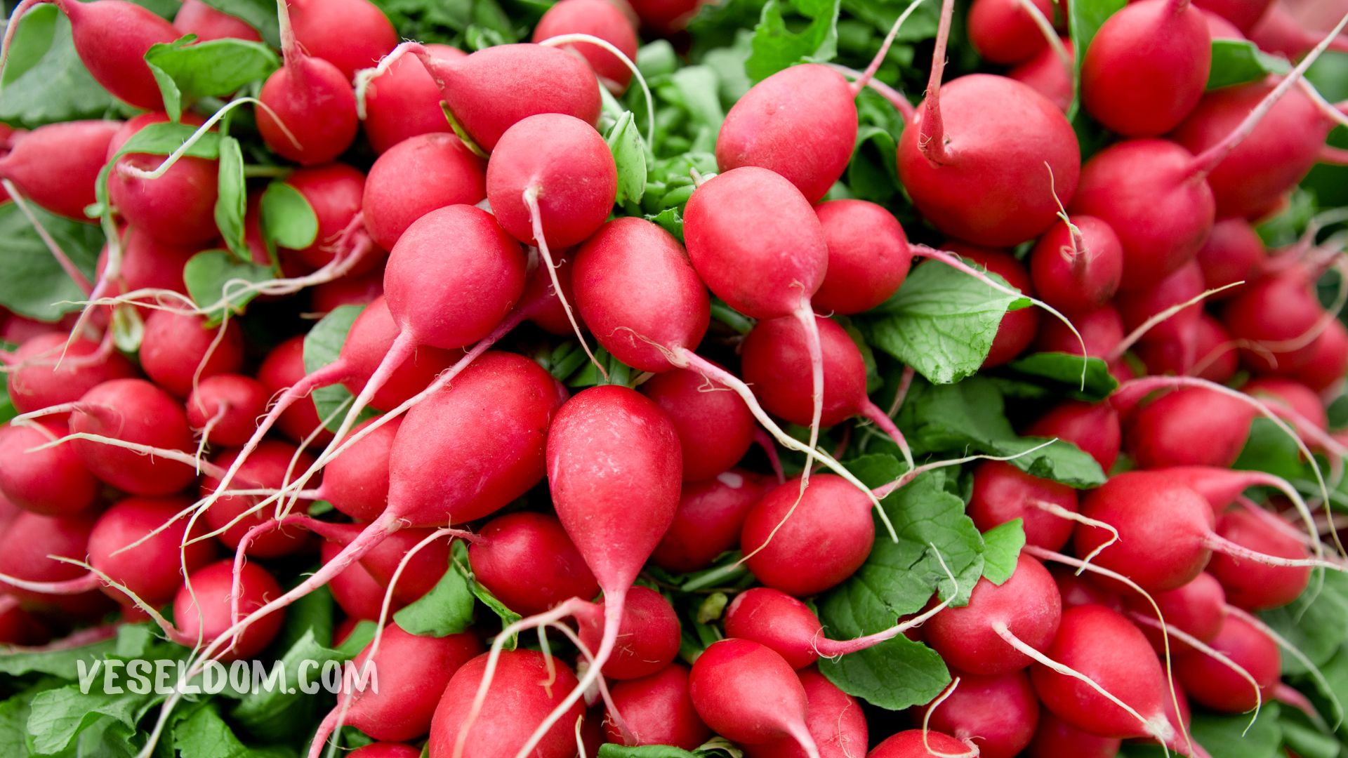 How to grow radishes