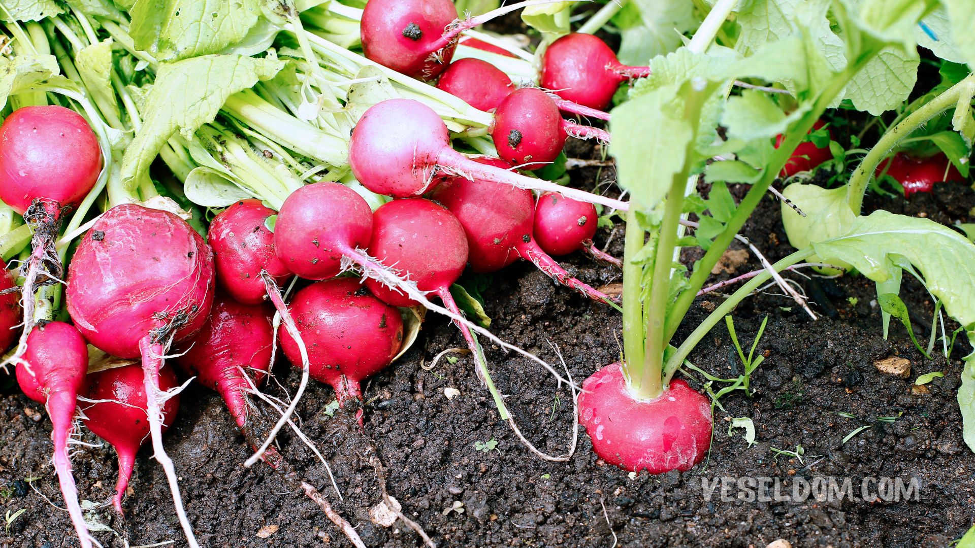 How to grow radishes
