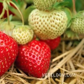 Cómo cultivar fresas en tierra en invernadero