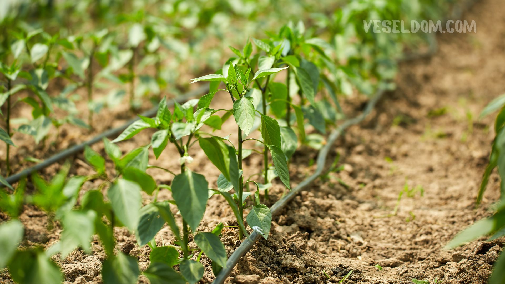 Caring for pepper seedlings after planting in the ground