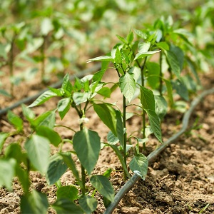 розсада перець