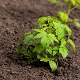 6 kenmerken van de voortplanting van bessenstruiken door gelaagdheid