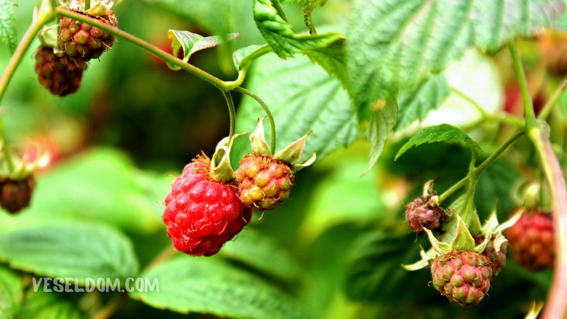 Feeding raspberries in the spring