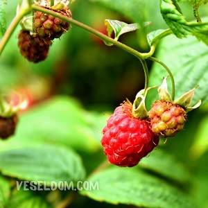 Where to plant raspberry bushes: in the sun or in the shade малина