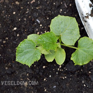 How to properly plant cucumbers in the soil саджанці огірків
