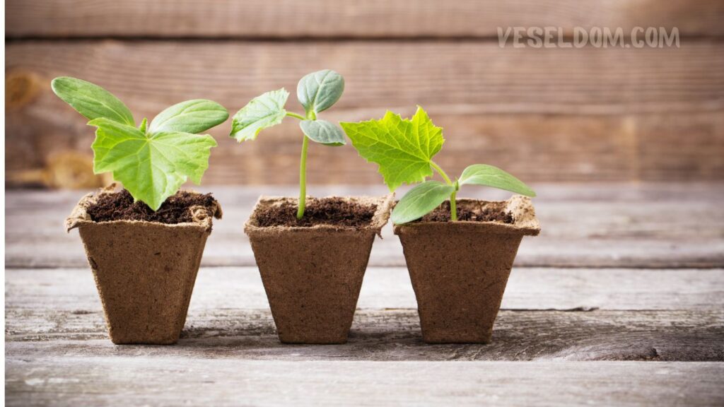 transportation of seedlings to the country