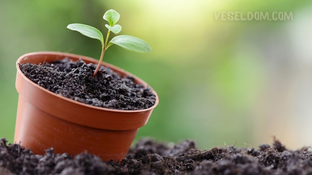 transportation of seedlings to the country