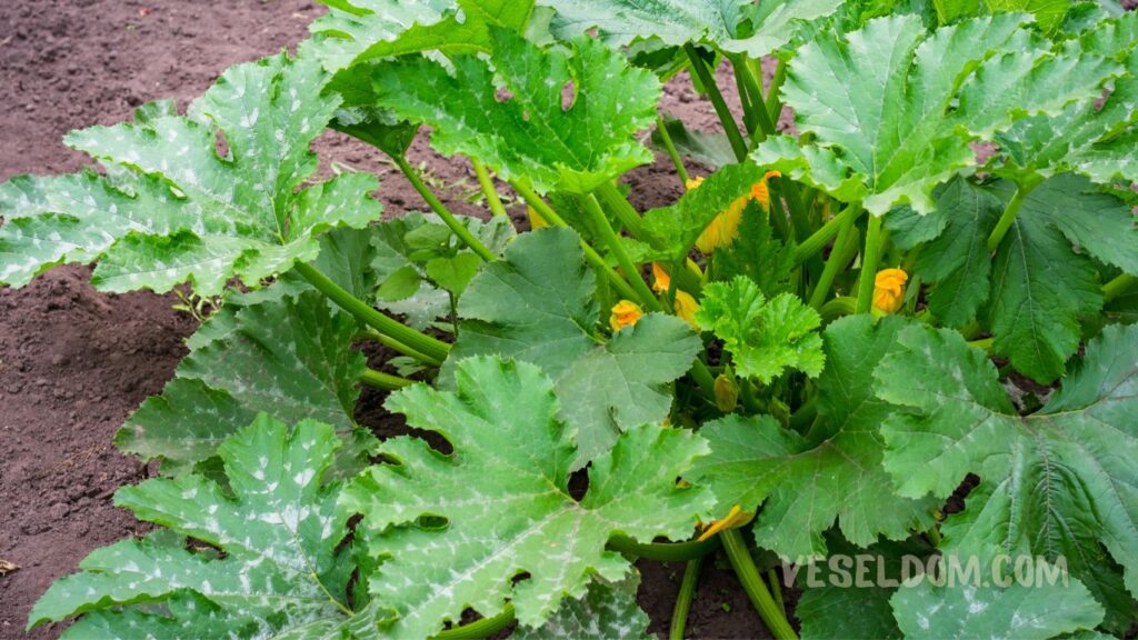 What can be planted in the garden in open ground in May