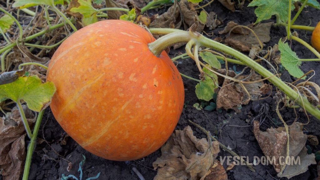 What can be planted in the garden in open ground in May