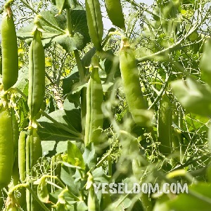 What can be planted in the garden in open ground in May горошок