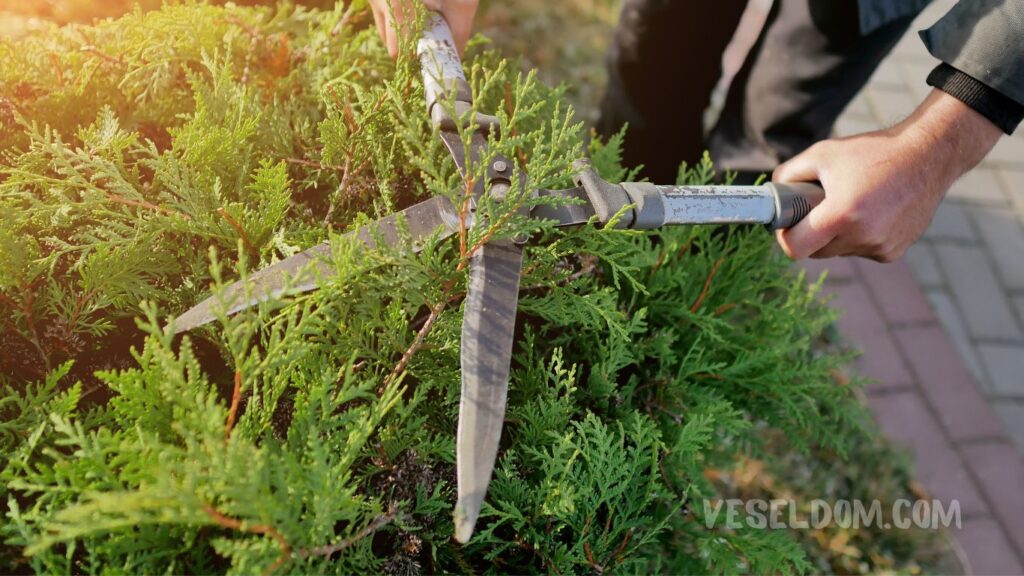 tree pruning bush shrub