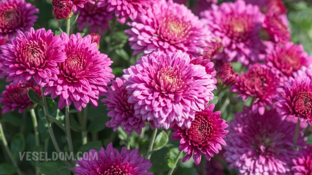 chrysanthemums