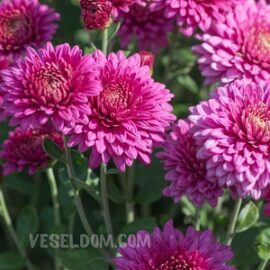 What flowers to plant in May: a list of flower crops What flowers to plant in May: a list of flower crops