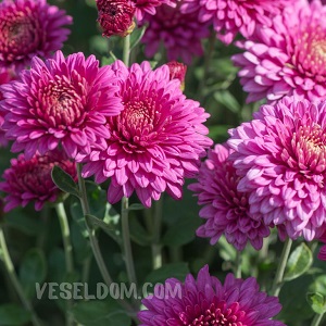 What flowers to plant in May: a list of flower crops хризантеми