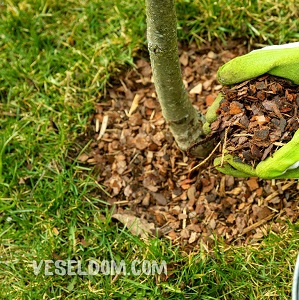 The order of work in the vegetable garden and in the garden in the spring period мульчування дерева