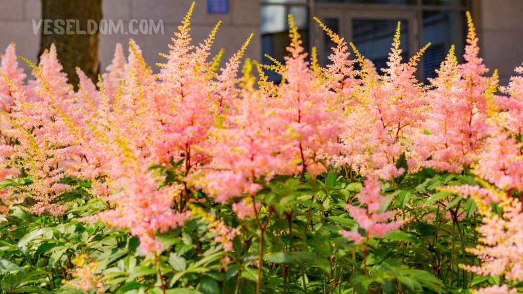 astilbe