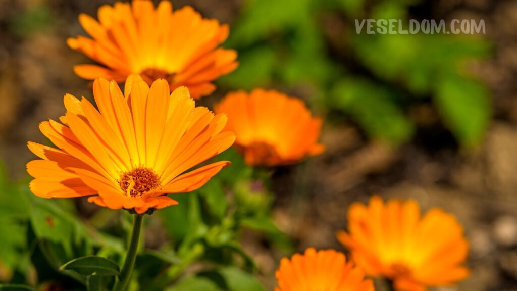 Calendula
