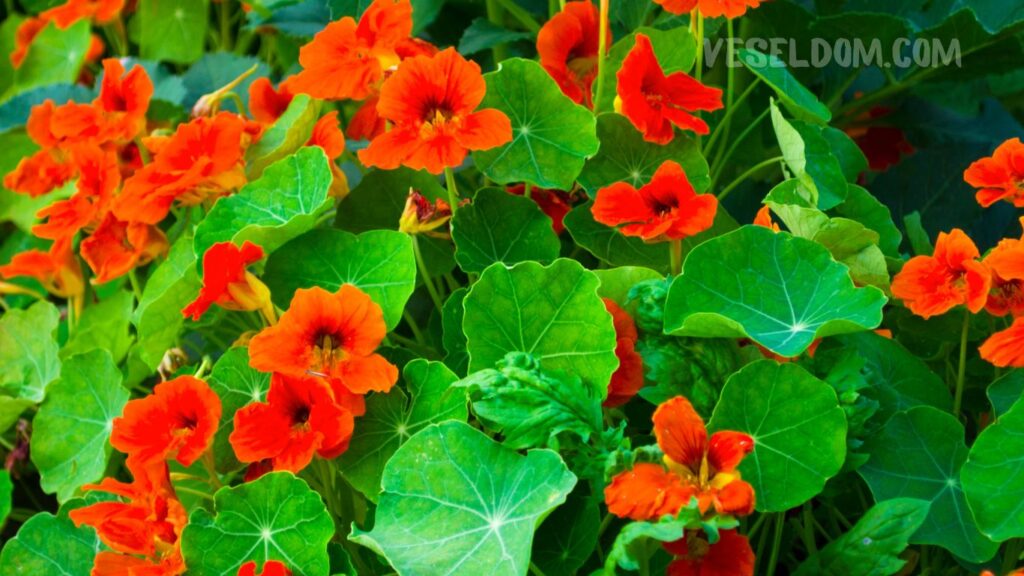 Nasturtium