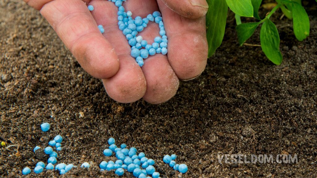 spring fertilization