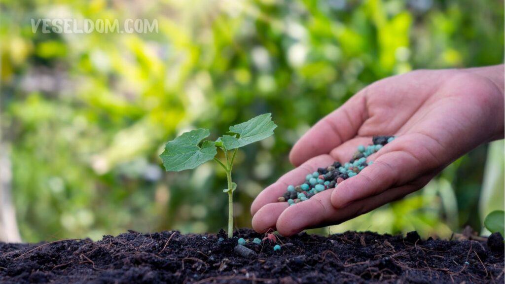 spring fertilization