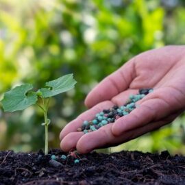 Complex fertilizers for the garden: TOP-9 Complex fertilizers for the garden: TOP-9