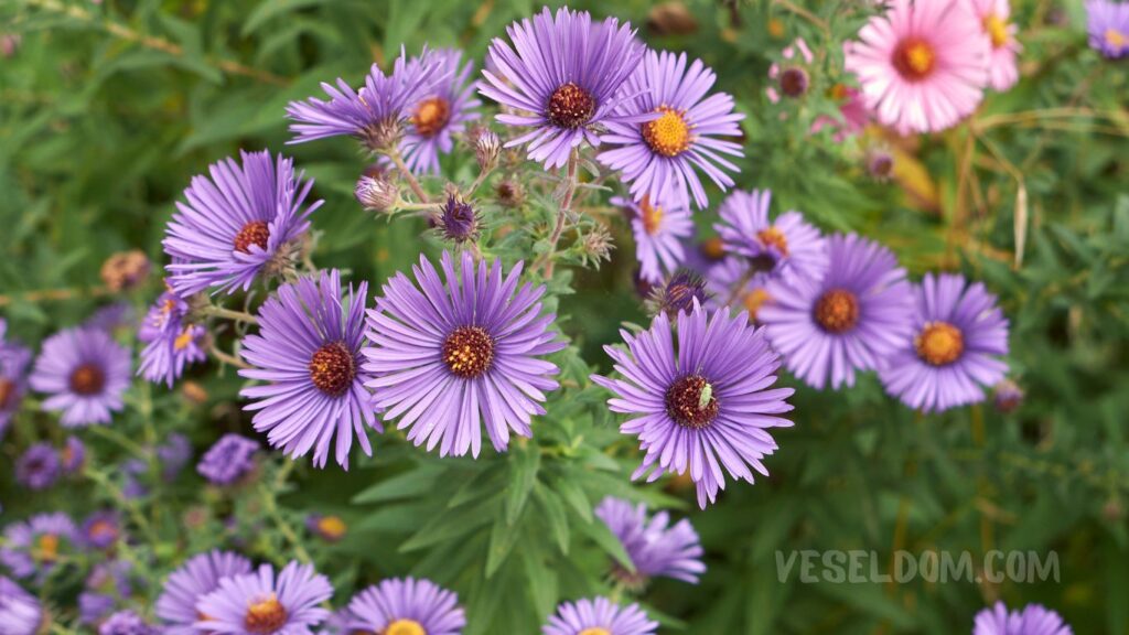 What perennial flowers to plant in the garden