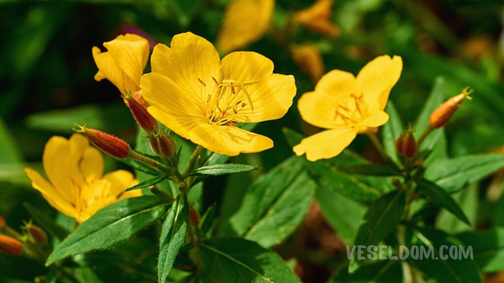 What perennial flowers to plant in the garden