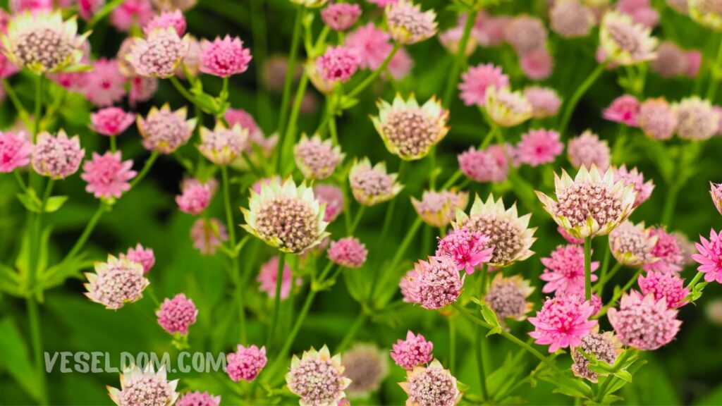What perennial flowers to plant in the garden